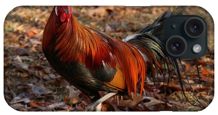Chicken iPhone Case featuring the photograph Black Breasted Red Phoenix Rooster #1 by Michael Dougherty