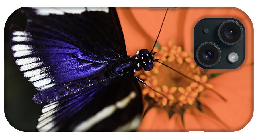 Blue And White Longwing iPhone Case featuring the photograph Blue and White Longwing #1 by Perla Copernik