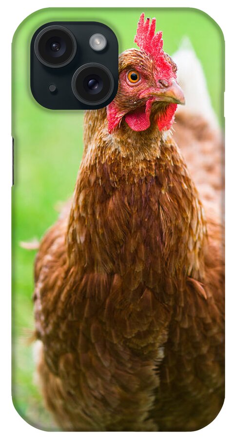 Animal iPhone Case featuring the photograph Brown hen on a lawn #1 by U Schade
