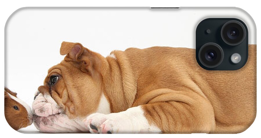 Animal iPhone Case featuring the photograph Bulldog & Guinea Pig #1 by Mark Taylor