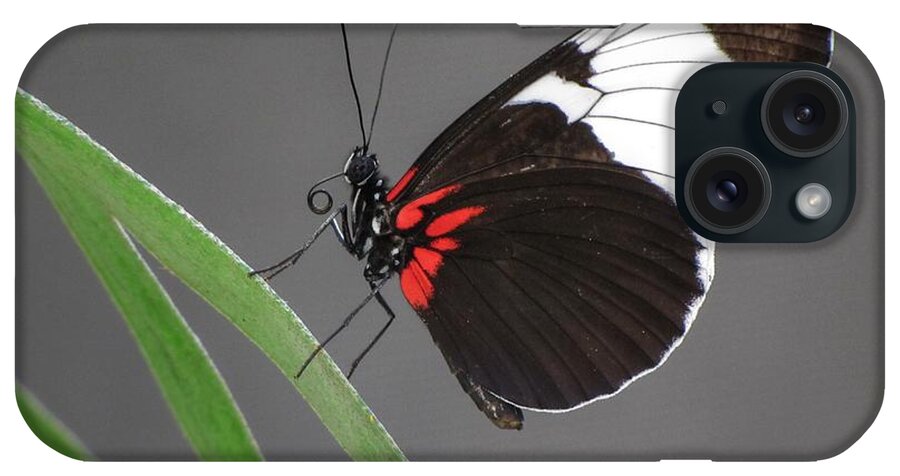 Butterfly iPhone Case featuring the photograph Butterfly #1 by Tam Ryan