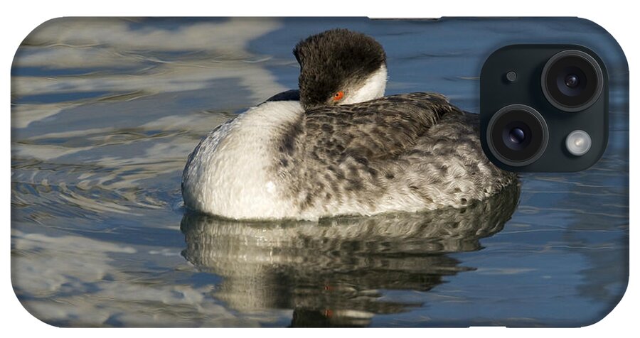 00429663 iPhone Case featuring the photograph Clarks Grebe Resting Elkhorn Slough #1 by Sebastian Kennerknecht