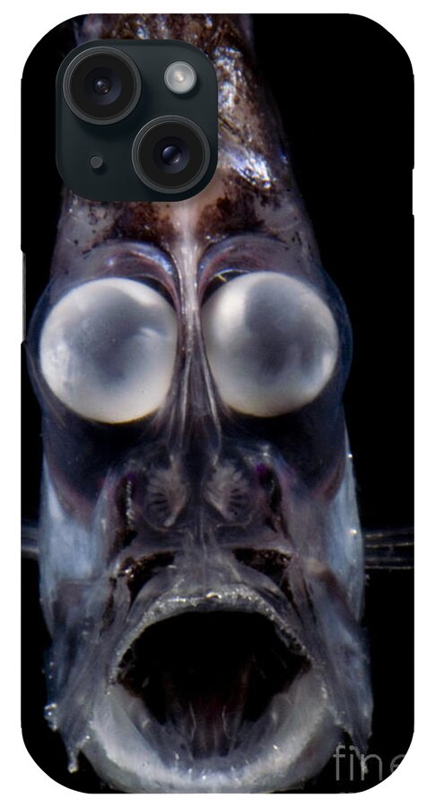 Mesopelagic iPhone Case featuring the photograph Deep Sea Hatchetfish #1 by Dante Fenolio