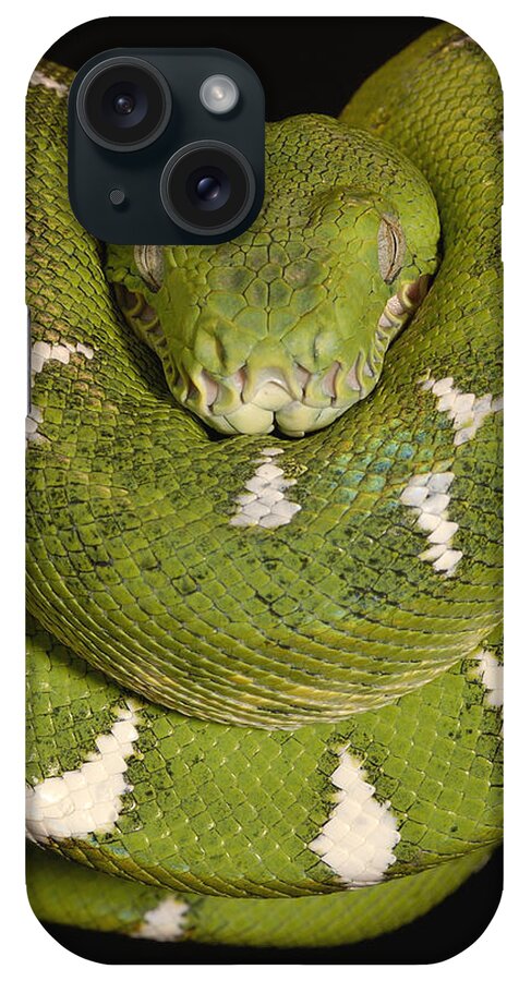 Mp iPhone Case featuring the photograph Emerald Tree Boa Corallus Caninus #1 by Pete Oxford