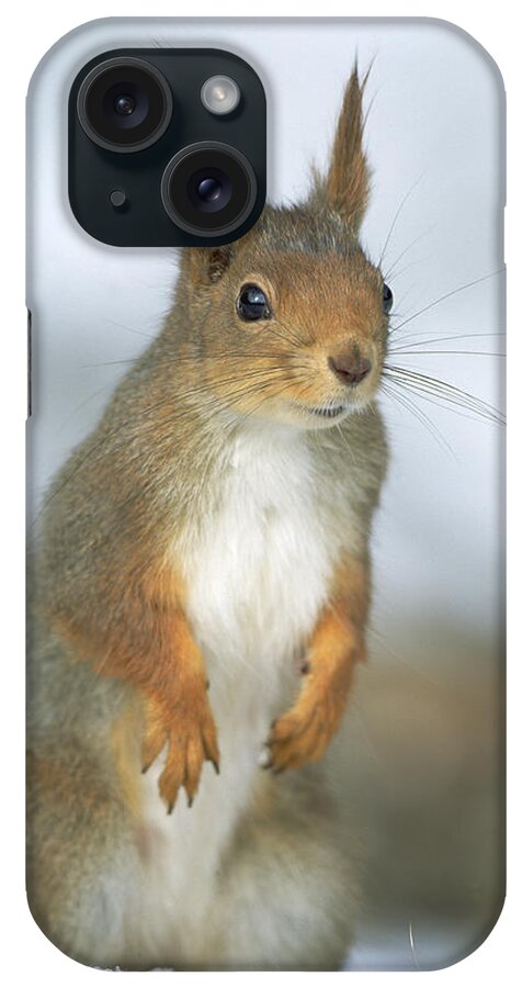 Mp iPhone Case featuring the photograph Eurasian Red Squirrel Sciurus Vulgaris #1 by Konrad Wothe