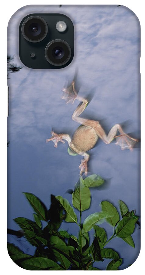 Mp iPhone Case featuring the photograph Foam Nest Tree Frog Polypedates Dennysi #1 by Mark Moffett