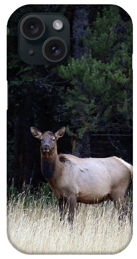 Wolf iPhone Case featuring the photograph Forest Elk by Steve McKinzie