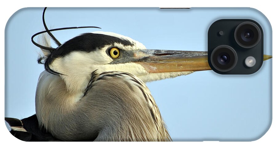 Bird iPhone Case featuring the photograph Great Blue Heron #1 by Maria Nesbit