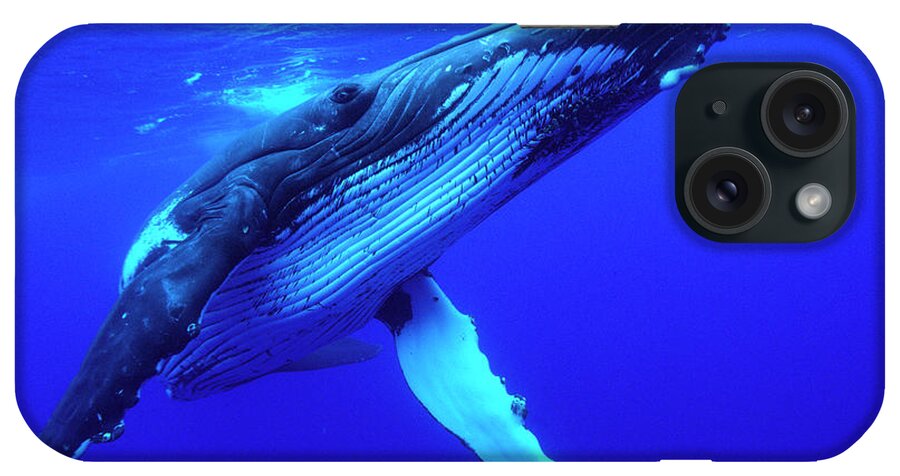 Mp iPhone Case featuring the photograph Humpback Whale Megaptera Novaeangliae #1 by Mike Parry