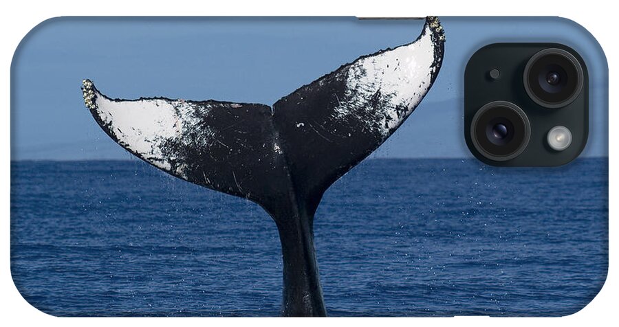 00999137 iPhone Case featuring the photograph Humpback Whale Tail Lob Maui Hawaii #1 by Flip Nicklin