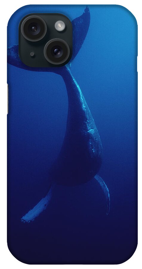 00080165 iPhone Case featuring the photograph Humpback Whale Underwater Hawaii #1 by Flip Nicklin