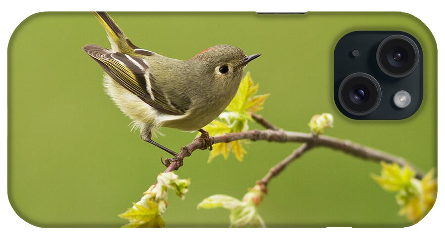 Ruby iPhone Case featuring the photograph Kinglet #1 by Mircea Costina Photography