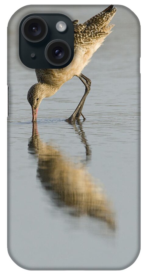00429697 iPhone Case featuring the photograph Marbled Godwit Foraging Zmudowski State #1 by Sebastian Kennerknecht