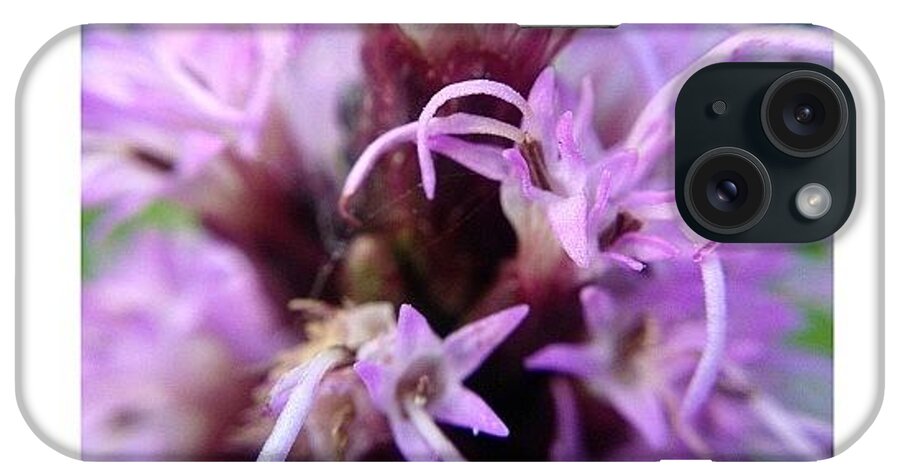 Macrogardener iPhone Case featuring the photograph Mountain Flower #1 by Natasha Marco