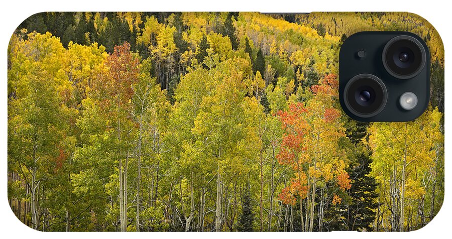 00438923 iPhone Case featuring the photograph Quaking Aspen Trees In Autumn Santa Fe #1 by Tim Fitzharris