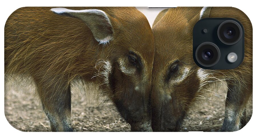 Mp iPhone Case featuring the photograph Red River Hog Potamochoerus Porcus Pair #1 by San Diego Zoo