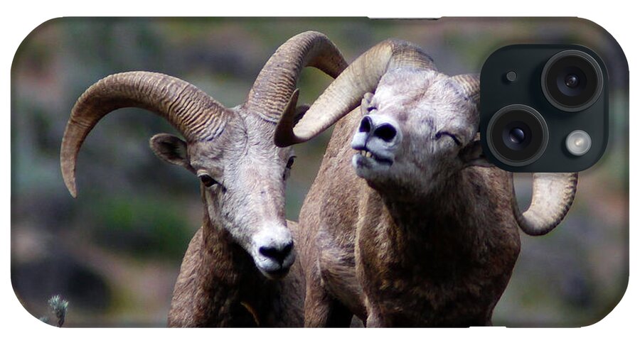 Bighorn Sheep iPhone Case featuring the photograph Smile #1 by Steve McKinzie