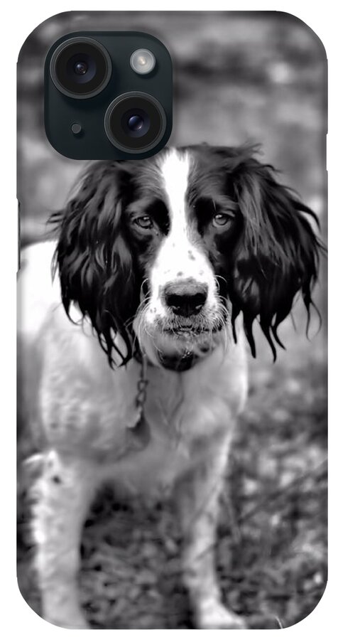 Springer Spaniel iPhone Case featuring the photograph Lady the Springer Spaniel by Marlo Horne