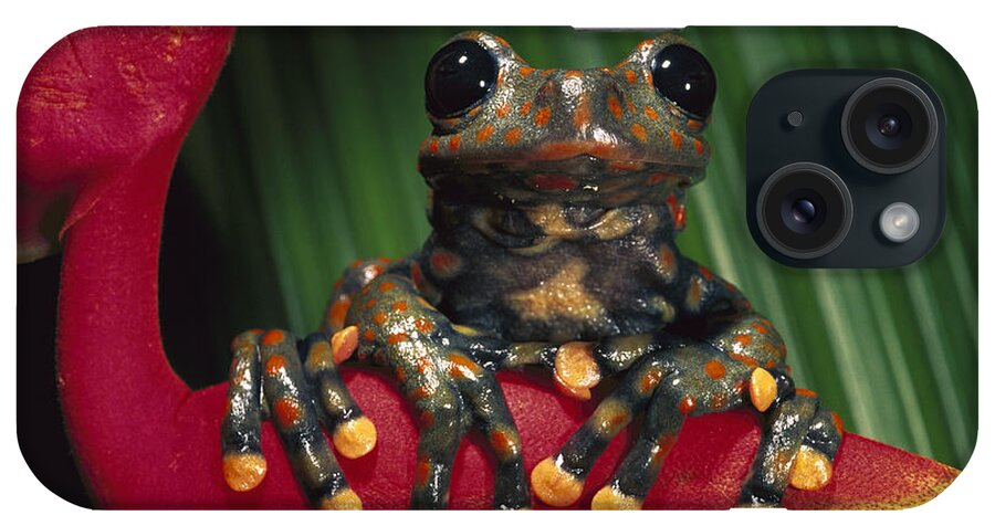 Mp iPhone Case featuring the photograph Strawberry Tree Frog Hyla Pantosticta #1 by Pete Oxford
