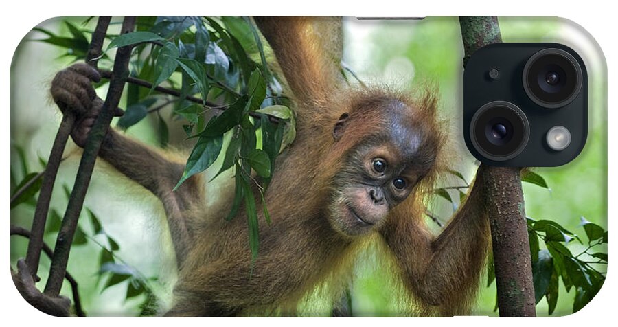 Mp iPhone Case featuring the photograph Sumatran Orangutan Baby by Suzi Eszterhas