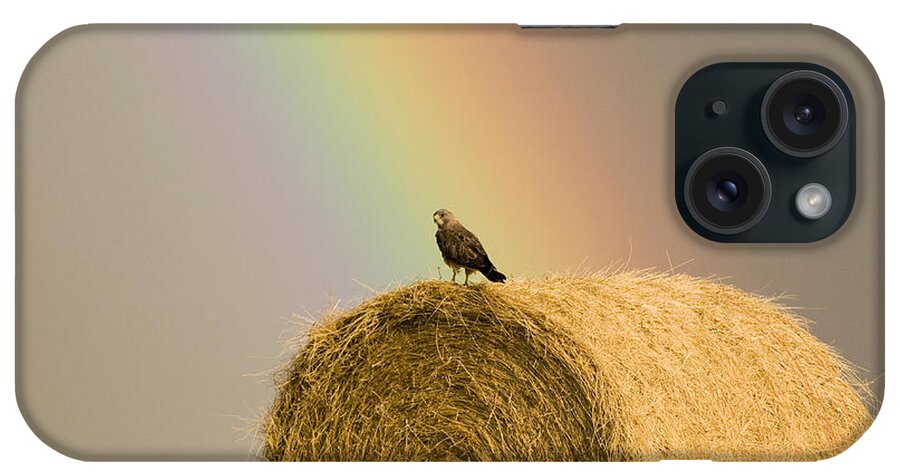 Hawk iPhone Case featuring the photograph Swainson Hawks on Hay Bale #1 by Mark Duffy