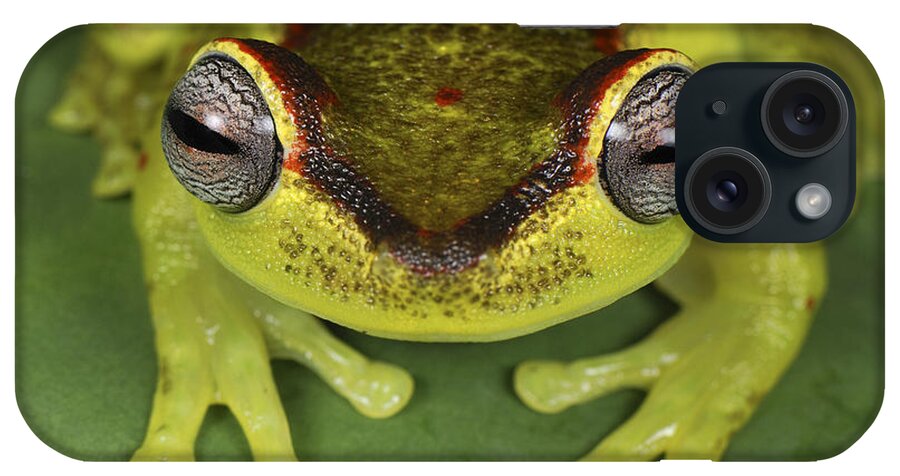Mp iPhone Case featuring the photograph Tree Frog Hyla Rubracyla At Night #1 by Thomas Marent