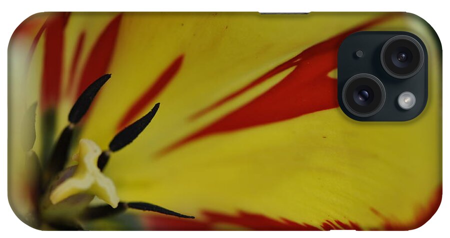 A Tulip iPhone Case featuring the photograph Variegated Tulip #1 by Rob Hemphill