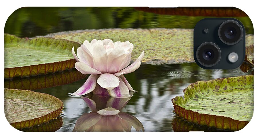 Victoria iPhone Case featuring the photograph Victoria Amazonica Flowering by Heiko Koehrer-Wagner