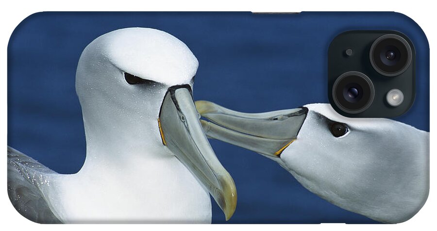 Mp iPhone Case featuring the photograph White-capped Albatross Thalassarche #1 by Tui De Roy