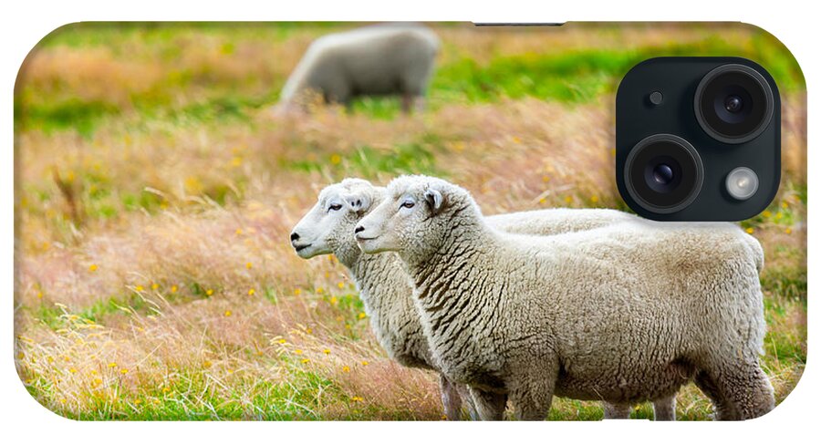 Sheep iPhone Case featuring the photograph Sheeps #10 by MotHaiBaPhoto Prints