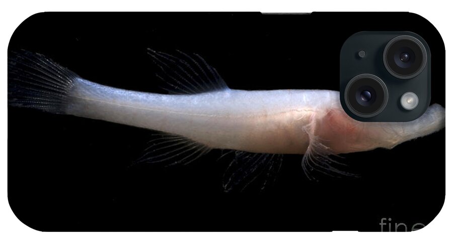 Speoplatyrhinus Poulsoni iPhone Case featuring the photograph Alabama Cavefish #2 by Dante Fenolio