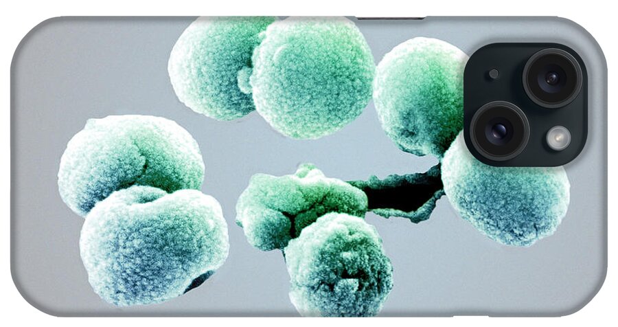 Bacteria iPhone Case featuring the photograph Bacteria, Streptococcus Pneumoniae, Sem #2 by Science Source