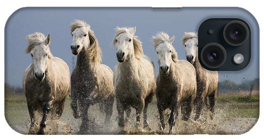 Mp iPhone Case featuring the photograph Camargue Horse Equus Caballus Group #2 by Konrad Wothe