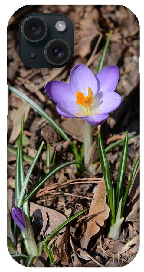 Angiosperm iPhone Case featuring the photograph Crocus Tommasinianus #2 by Photo Researchers