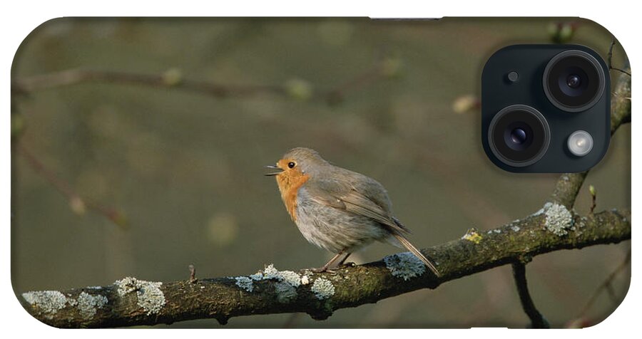 Mp iPhone Case featuring the photograph European Robin Erithacus Rubecula #2 by Konrad Wothe