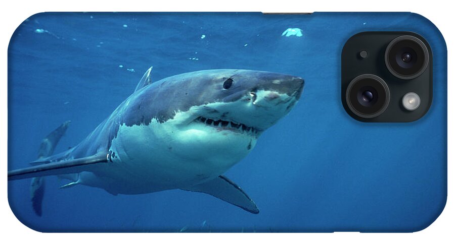 Mp iPhone Case featuring the photograph Great White Shark Carcharodon #2 by Mike Parry