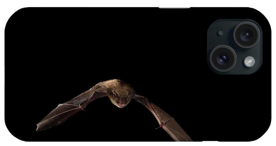 Fauna iPhone Case featuring the photograph Little Brown Bat #2 by Ted Kinsman
