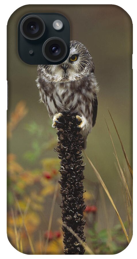 00170543 iPhone Case featuring the photograph Northern Saw Whet Owl Perching #2 by Tim Fitzharris