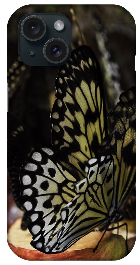 Paper Kite Butterflies iPhone Case featuring the photograph Paper Kite Butterfly #2 by Perla Copernik