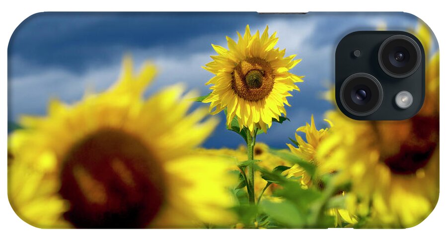 Agriculture Agricultural Crop Cultivate Cultivation Rural Farming Field Countryside Environment Sunflower Yellow Flowers Oil Plant iPhone Case featuring the photograph Sunflowers #2 by Bernard Jaubert