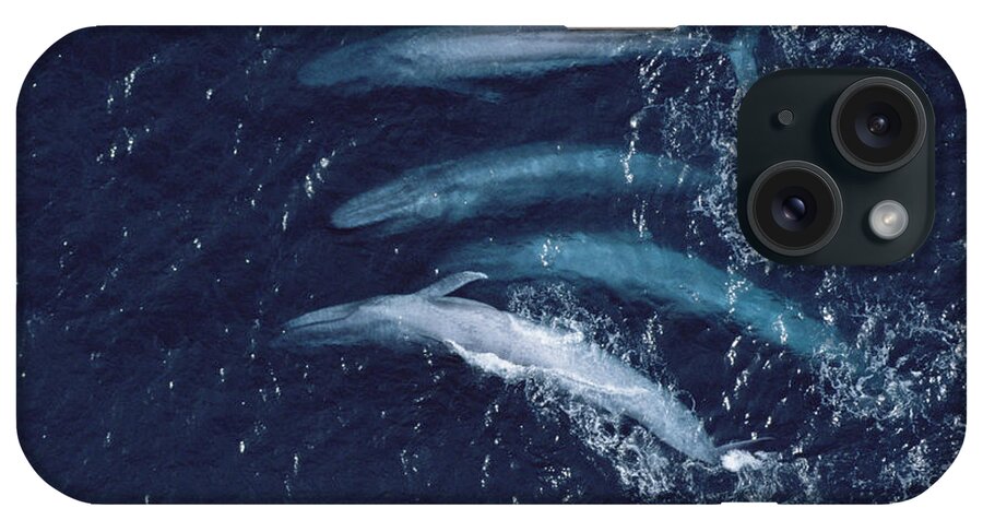 00105703 iPhone Case featuring the photograph Blue Whales Santa Barbara Channel #1 by Flip Nicklin