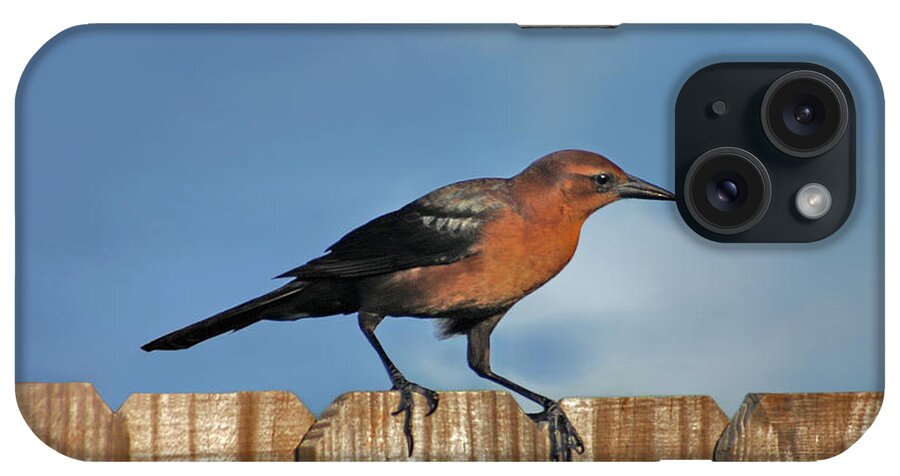 Grackle iPhone Case featuring the photograph 27- Grackle by Joseph Keane