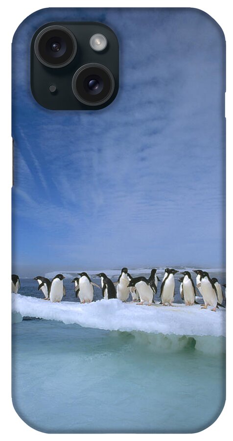 Mp iPhone Case featuring the photograph Adelie Penguin Pygoscelis Adeliae Group #3 by Tui De Roy