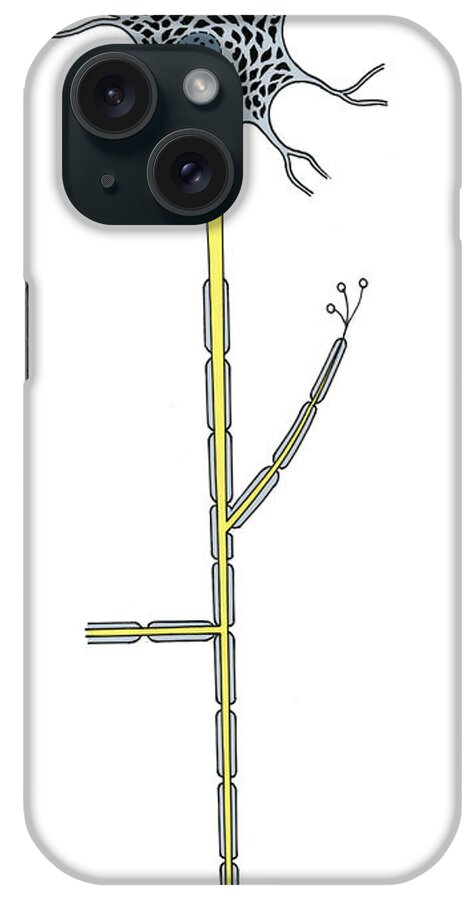 Medical iPhone Case featuring the photograph Illustration Of Motor Neuron #3 by Science Source