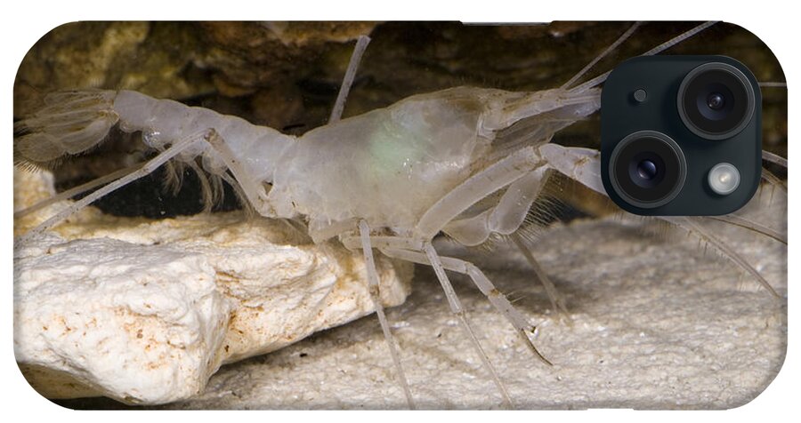 Stygobitic iPhone Case featuring the photograph Mclanes Cave Crayfish #3 by Dante Fenolio