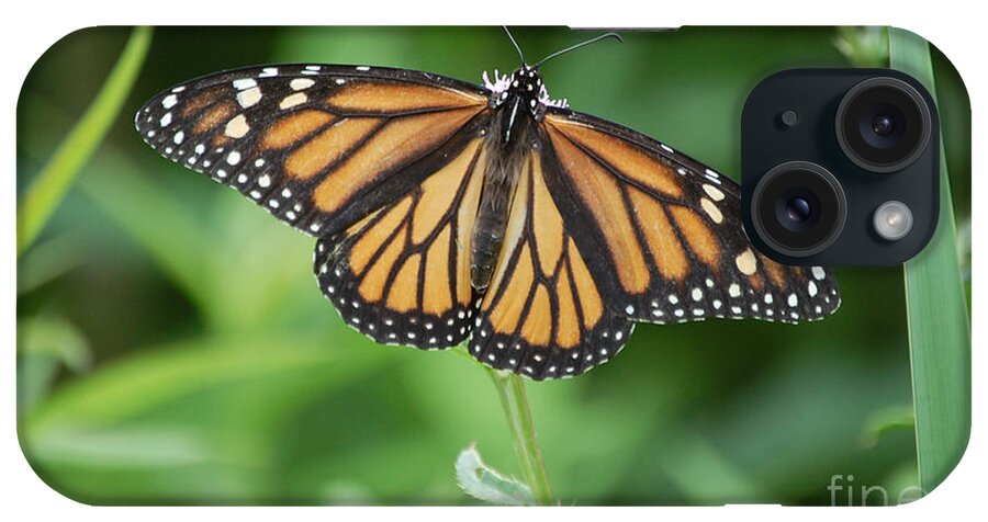 Monarch Butterfly iPhone Case featuring the photograph Monarch Butterfly #3 by Susan Stevens Crosby