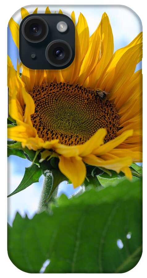 Orange iPhone Case featuring the photograph Sunflower #3 by Michael Goyberg