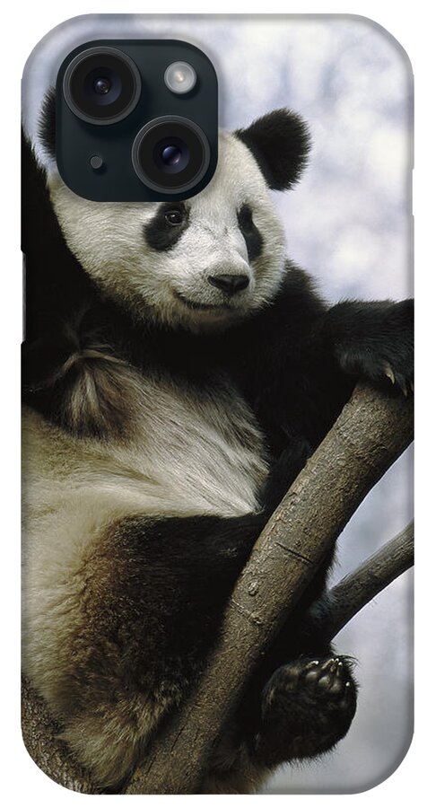 Mp iPhone Case featuring the photograph Giant Panda Ailuropoda Melanoleuca #4 by Pete Oxford