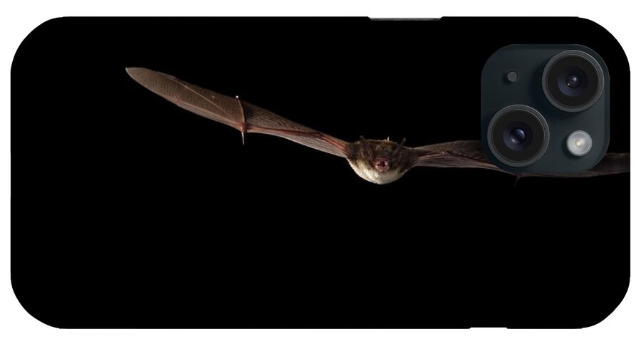Fauna iPhone Case featuring the photograph Little Brown Bat #4 by Ted Kinsman