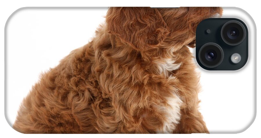 Animal iPhone Case featuring the photograph Puppy #4 by Mark Taylor